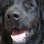 ‘UK’s most unwanted’ dog has thousands of online fans but zero applicants