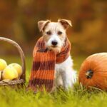The 10 human foods that are safe for dogs