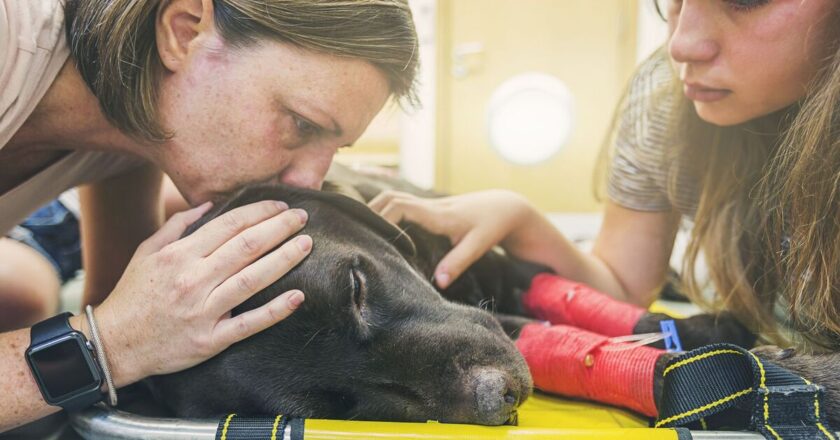 Dog’s heartbreaking reaction to amputation leaves people sobbing