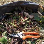 Gardeners alerted about potential dangers of mushrooms in UK garden