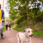 7 dangerous hazards that can harm pets including ‘washing dog’s feet’