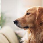 ‘I trained my dog to have no separation anxiety with one major change’ | UK | News