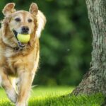 Dog owners urged to get rid of 1 thing in garden immediately