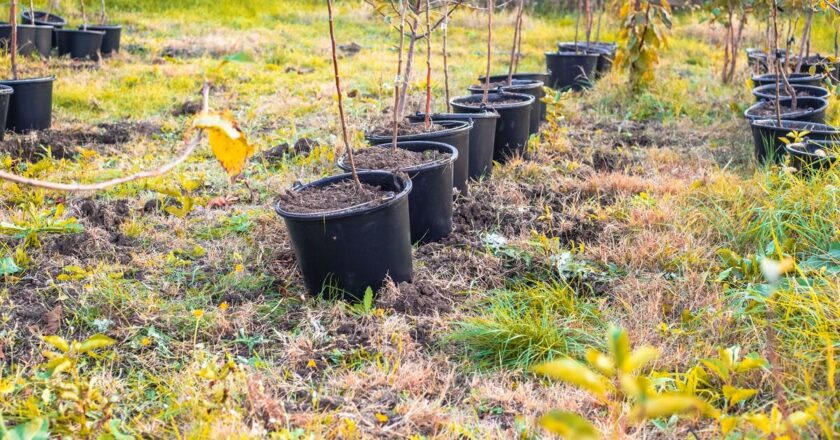 Essential gardening jobs to do in October to make sure garden blooms | UK | News