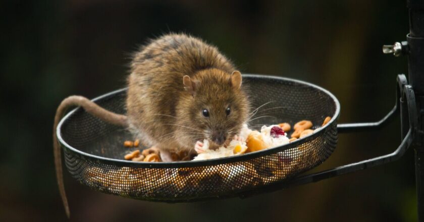 Don’t give up bird feeding as expert’s tips keep rats out anyway