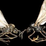 Une même mère pour deux fils d’une espèce différente : un exploit signé par les fourmis