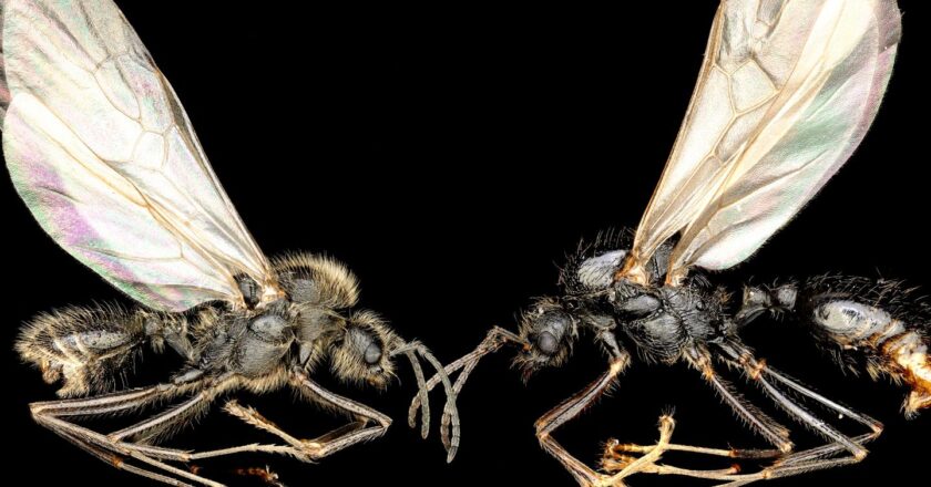Une même mère pour deux fils d’une espèce différente : un exploit signé par les fourmis