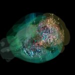 Comment la prise de décision embrase le cerveau de la souris