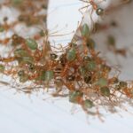 Pour les fourmis tisserandes, l’union fait la superforce