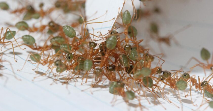 Pour les fourmis tisserandes, l’union fait la superforce