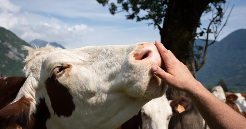 un deuxième foyer confirmé dans l’Ain, le ministère de l’agriculture appelle à accélérer la vaccination