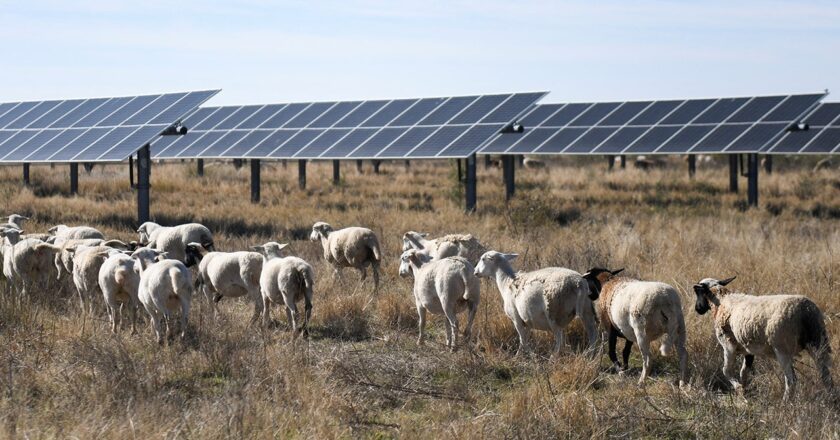 Sheep replace gas-powered mowers at solar farms to reduce emissions