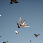 « Ici, les pigeons prennent un bain chaque jour. S’ils sont sales ou malades, ils se laissent dépérir »