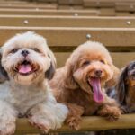 Vets reveal the 8 dog breeds they would never own