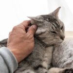 10 surprising signs your pet might have gut issues – and what to look for