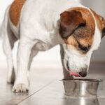 Urgent ‘do not use’ warning over popular dog food in the UK