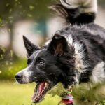Vet settles debate on whether you should throw a ball for your dog