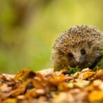 Monty Don shares how we can protect hedgehogs in gardens this autumn