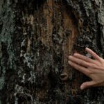 Entre la Pologne et la Biélorussie, l’exceptionnelle forêt primaire de Bialowieza dégradée par les tensions militaires