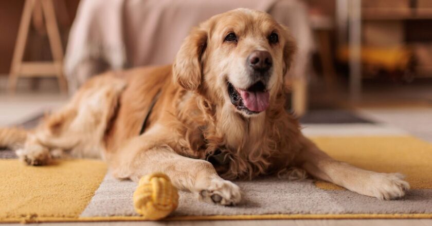 ‘I’m a dog trainer and these 5 breeds are best for families’