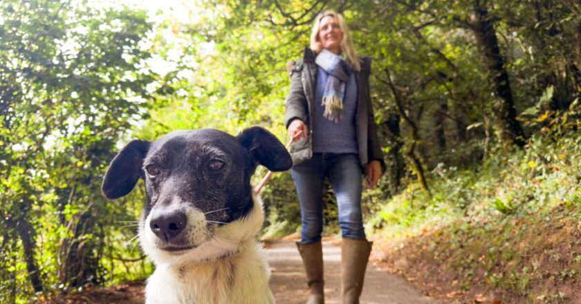 Dog owners told ‘go straight to vet’ if they spot sign after walk