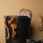 Stop rats and mice getting into your home with simple £4 fix