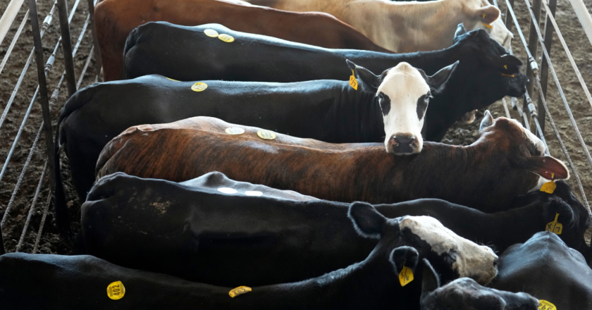 Americans keep buying beef despite record-high prices at grocery stores