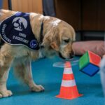 Plus de 300 refus de chiens guides et d’assistance en 2025