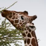 Les grands herbivores d’Afrique suivent la carte du sel