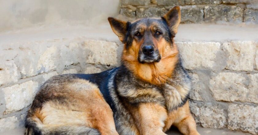 &lsquo;Unwanted dog&rsquo; spends 6 years in kennels and still doesn&rsquo;t have home | UK | News