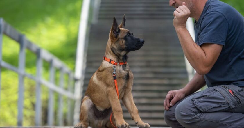 5 dog breeds that are ‘more likely to bite’ and some may surprise you