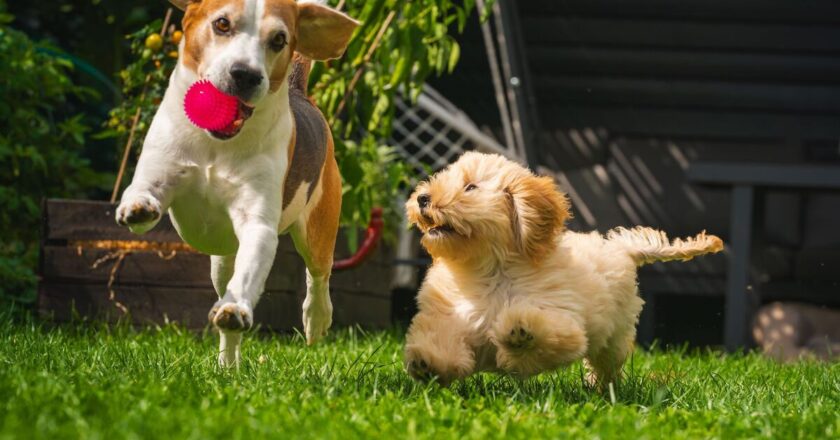 Expert reveals the five dog breeds to avoid