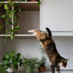 Man’s heartwarming note about neighbour’s cat is making people’s day