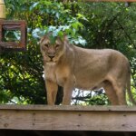 19-year-old mauled to death after climbing into Brazil zoo lion cage