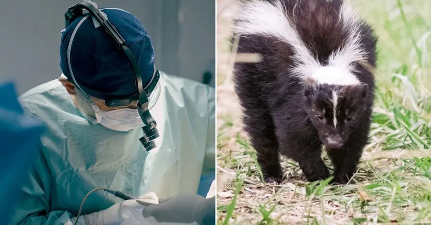 Kidney transplant recipient dies of rabies after donor scratched by skunk: CDC