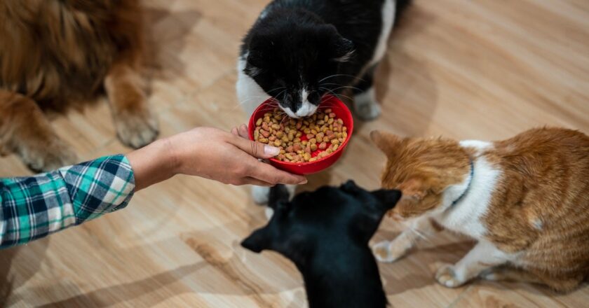 World’s first GLP-1 weight-loss treatment developed for overweight cats