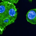 La peste, cette arme potentielle de guerre biologique