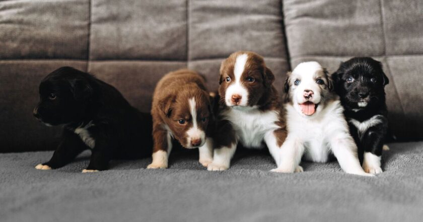 Top 10 most popular dog names that dominated all of 2025