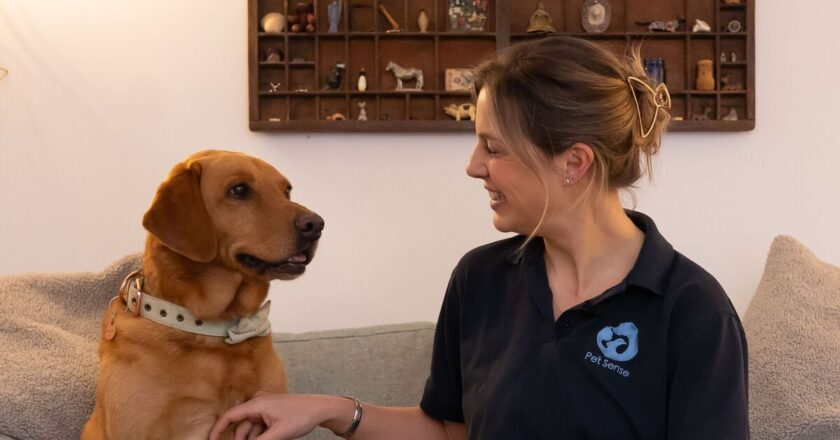 Old dogs CAN learn new tricks – expert shares five easy training methods