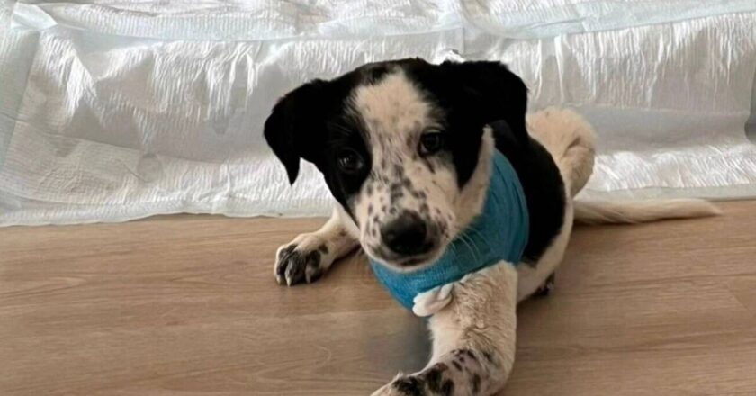 Three-legged puppy searches for new home after horrific incident