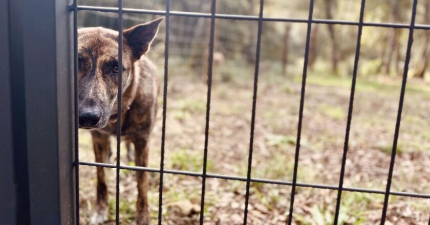 Dog nearly put down gets ‘second chance’ after life-changing decision