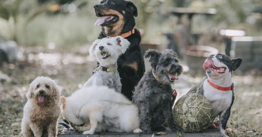 Dog trainer shares the three ‘best breeds in the world’ for good behaviour