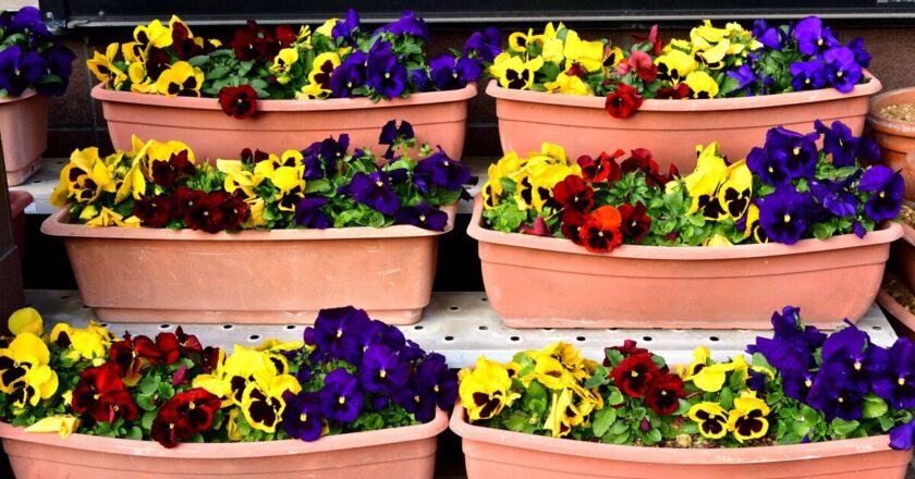 Mood-boosting plants based on colour to buy for your home