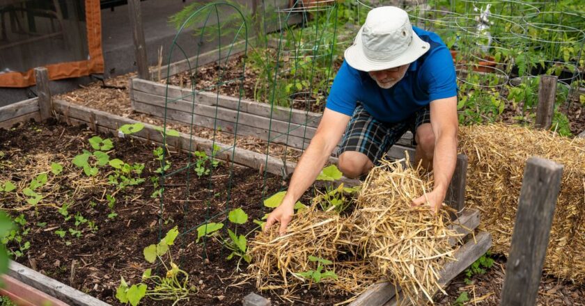 Brits told to put straw in their garden to stop one blight of backyards