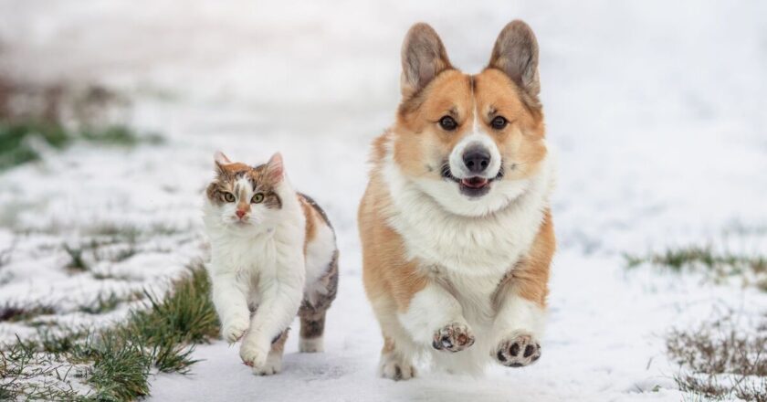 Vet warns all pet owners about product often used in winter