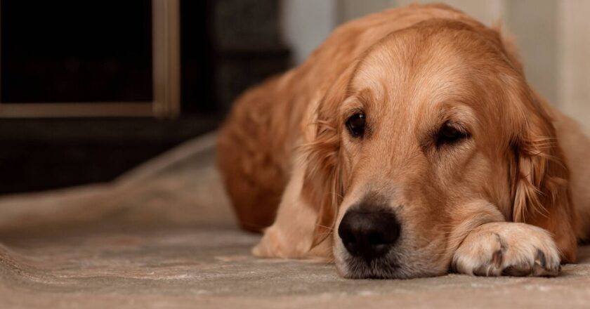 Dog owner speechless after realising why pet didn’t greet him at door