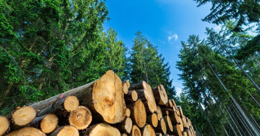 UK timber company rescued from administration by rival after £6.3m loss | UK | News