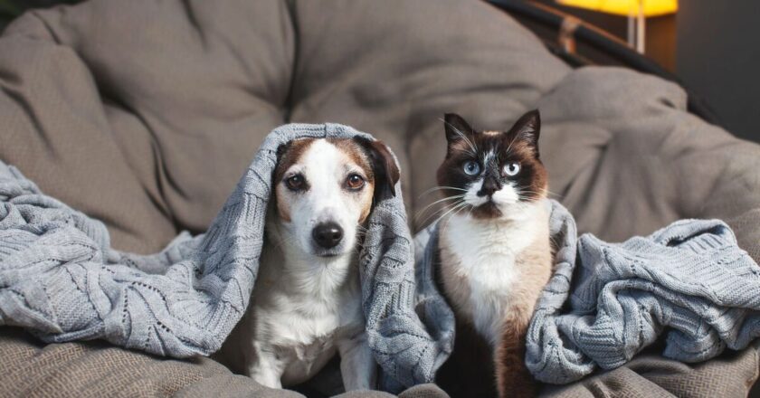 Most popular dog and cat names in UK as same choice tops both list