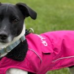This Dryrobe dog coat is a game-changer for winter walks