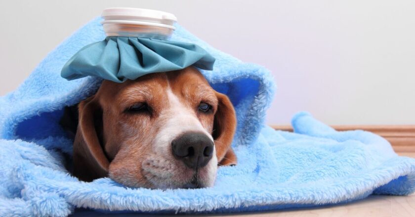 Vet shares 4 signs your dog is experiencing hypothermia